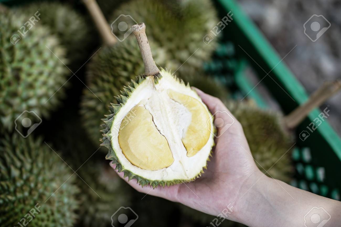 Download 70 Koleksi Gambar Durian Mini Keren Gratis
