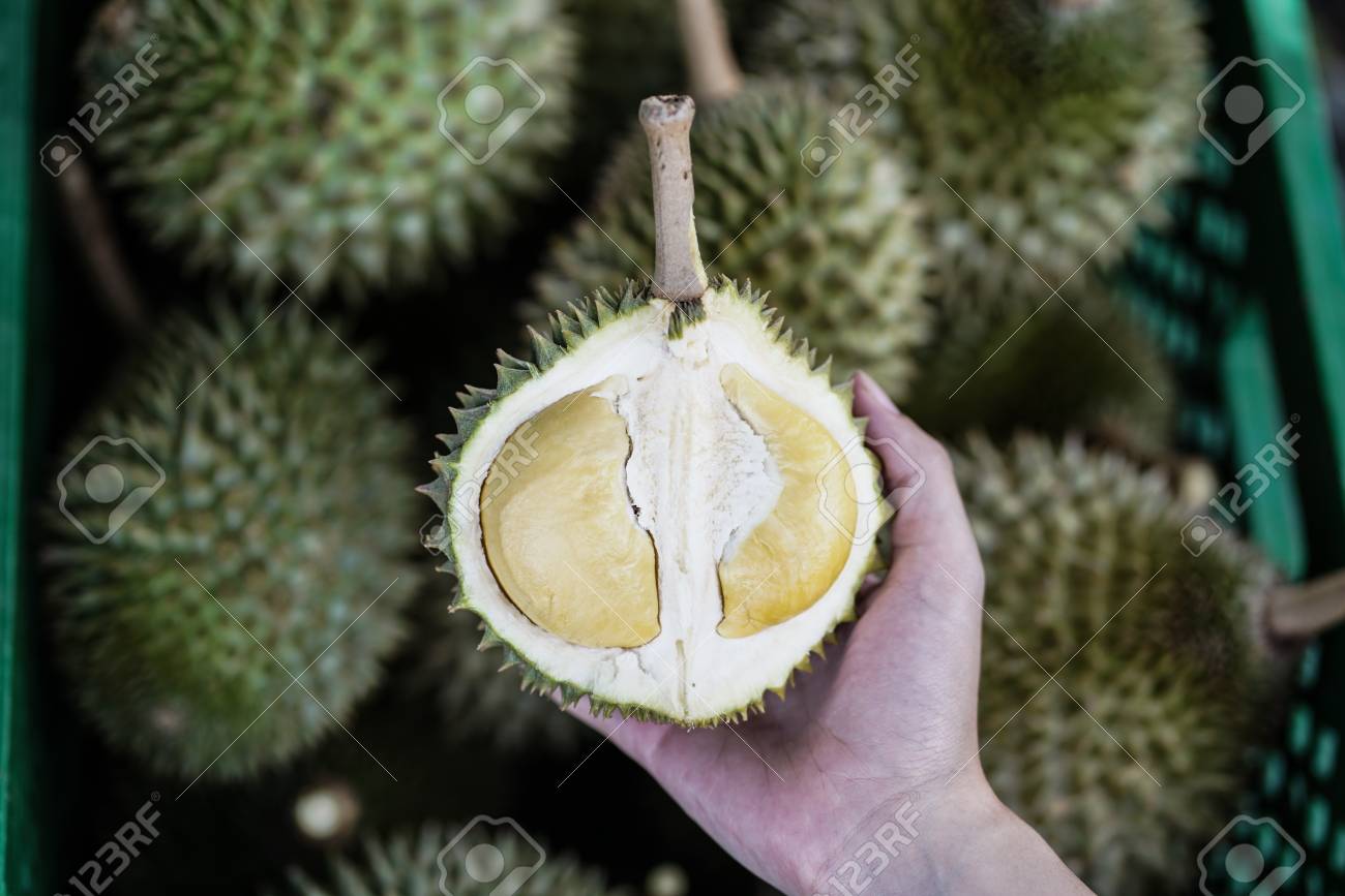 Download 70 Koleksi Gambar Durian Mini Keren Gratis