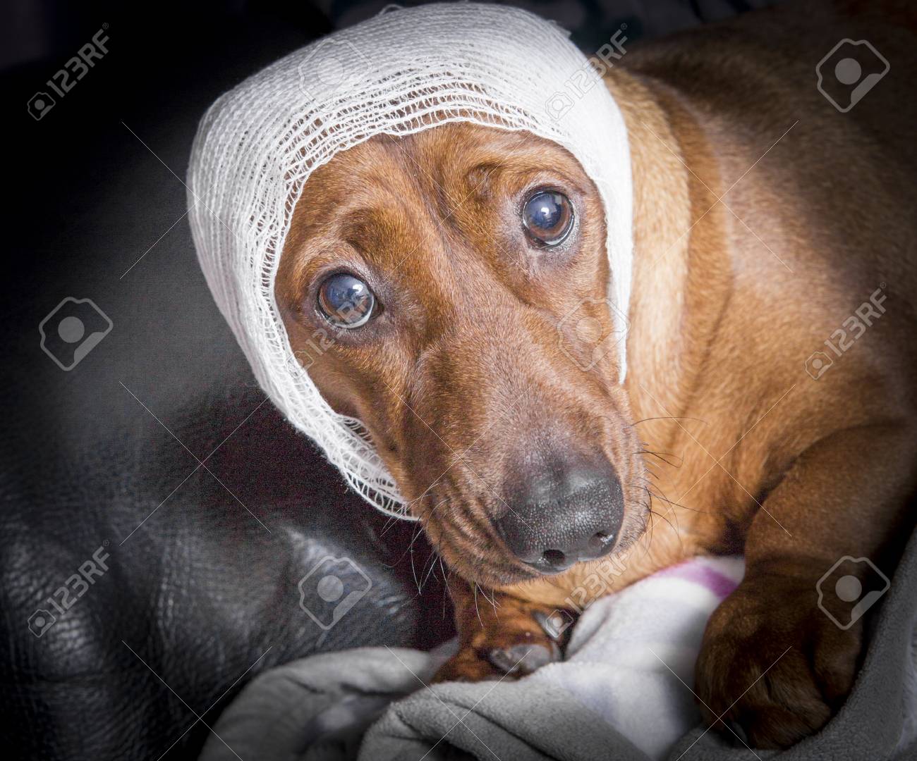 dog head bandage