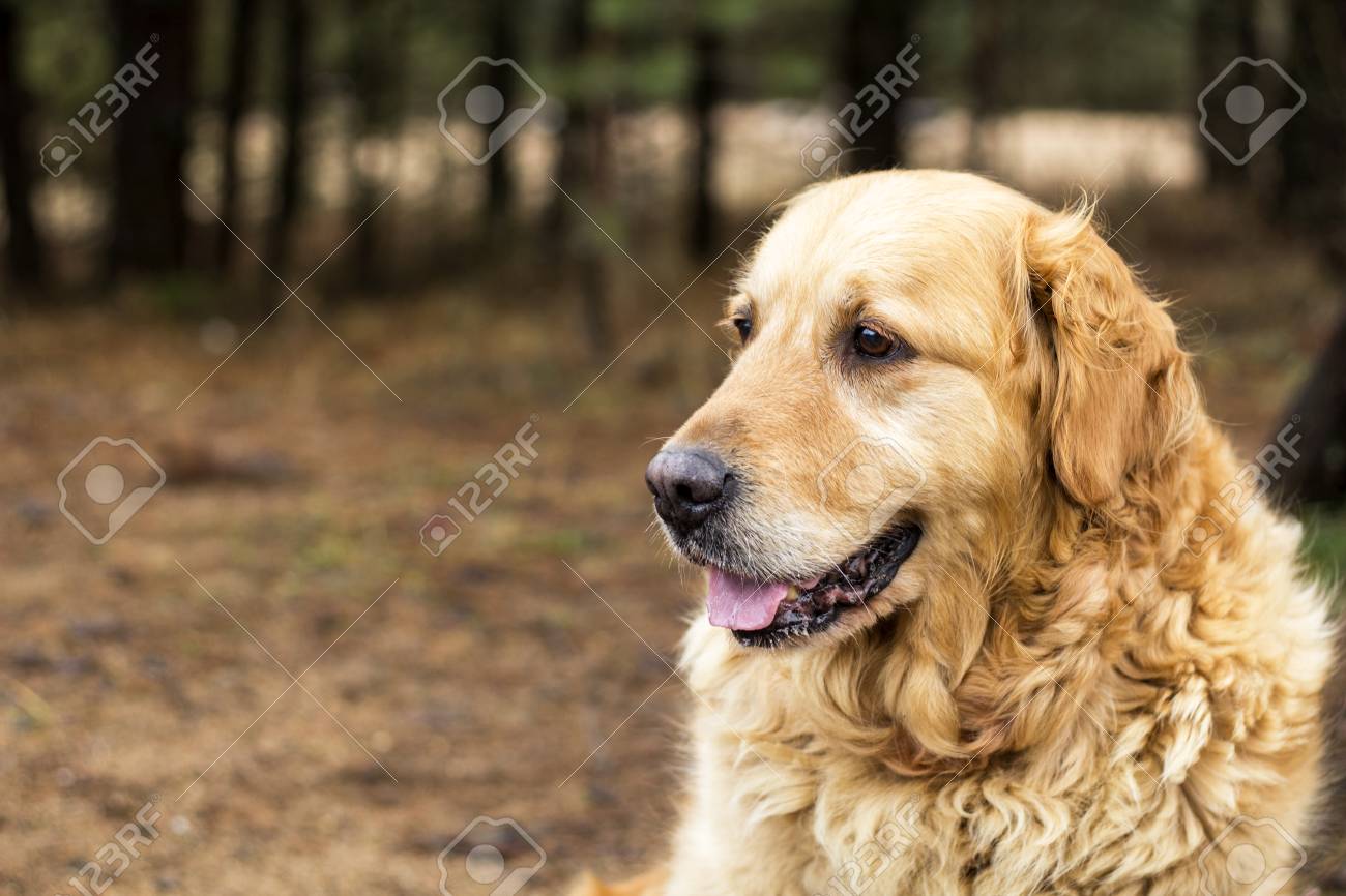 Old Golden Retriever Dog Stock Photo, Picture and Royalty Free Image. Image  92724861., image size:1300x866
