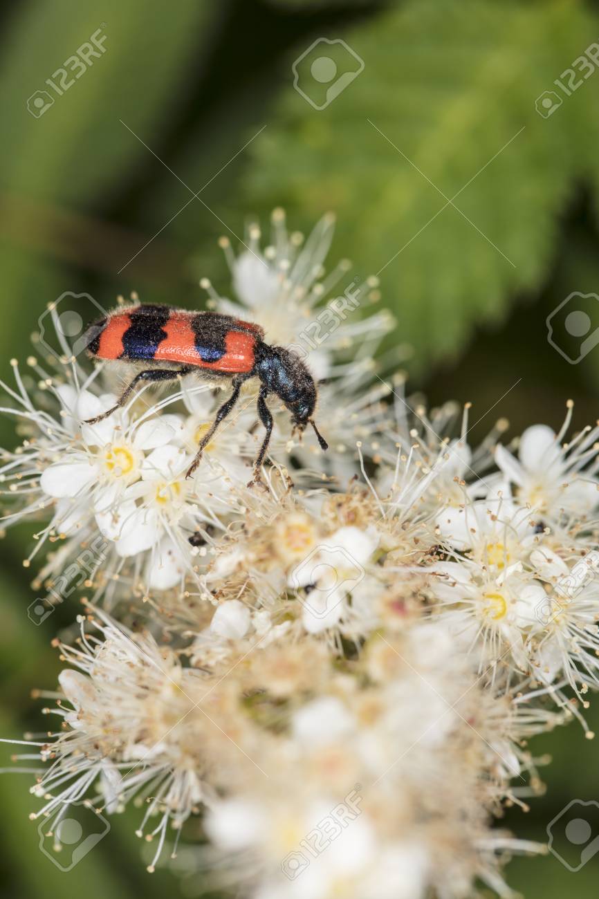 白い花のように黒と赤虫を登山します の写真素材 画像素材 Image