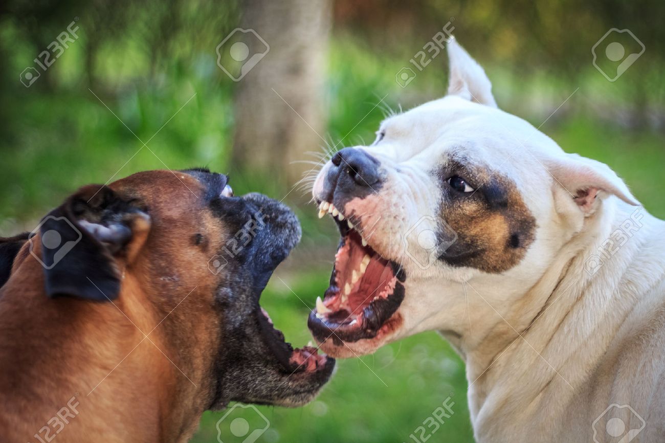 犬の戦い の写真素材 画像素材 Image