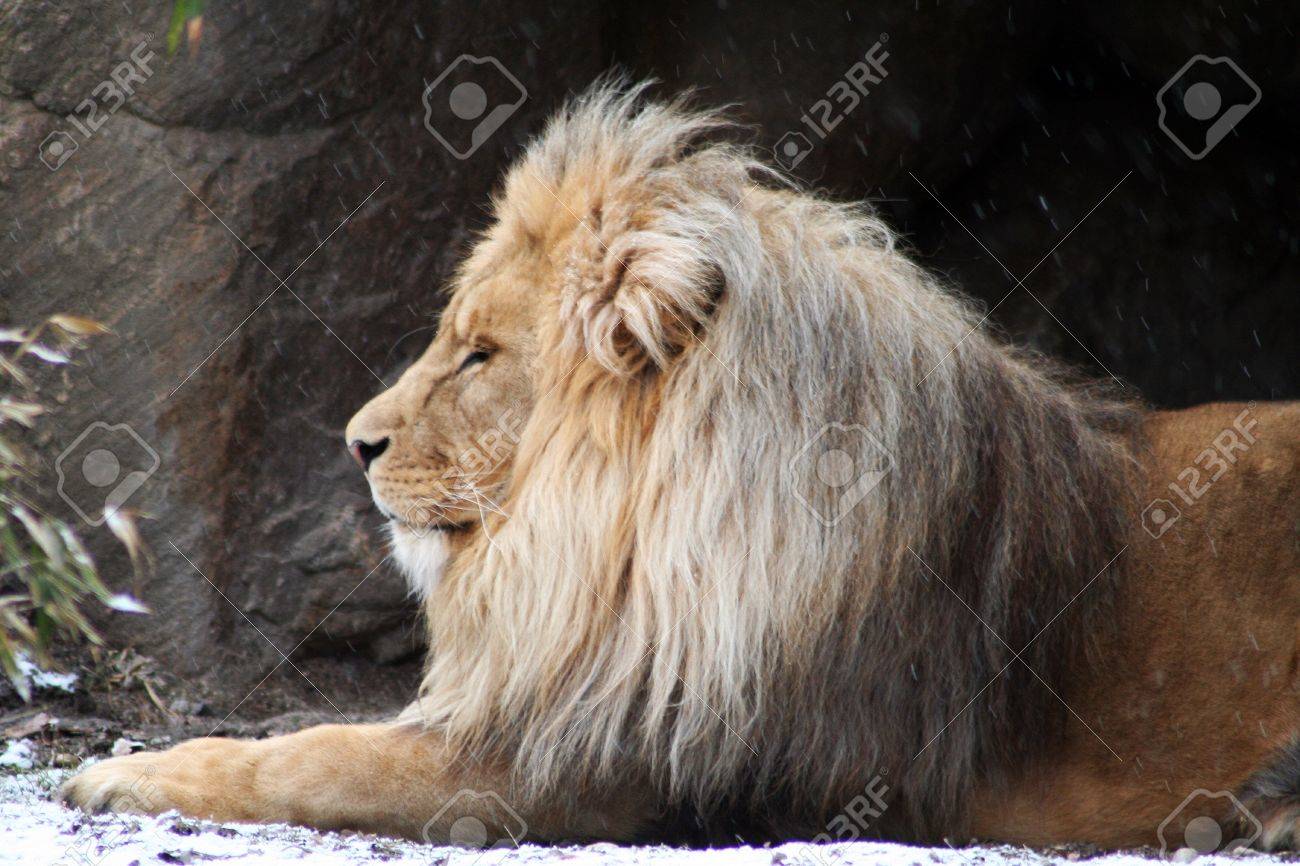 アンゴラのライオン の写真素材 画像素材 Image