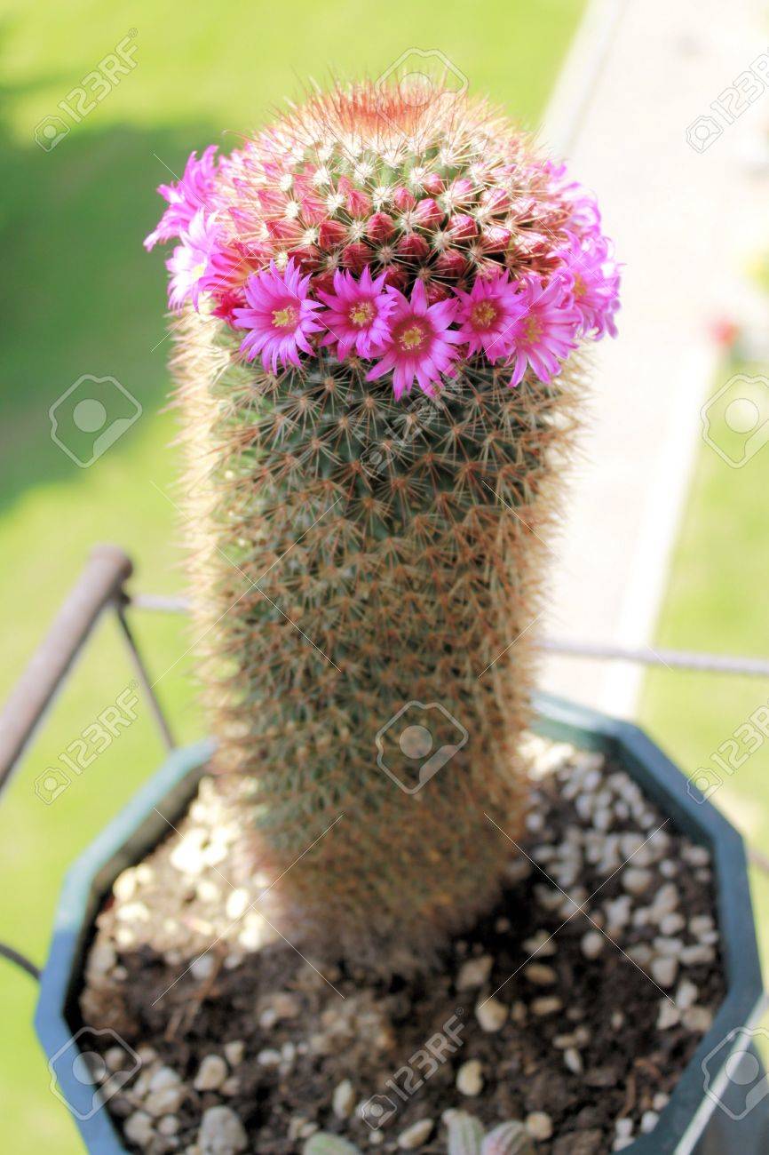 ピンクの花サボテンが の写真素材 画像素材 Image