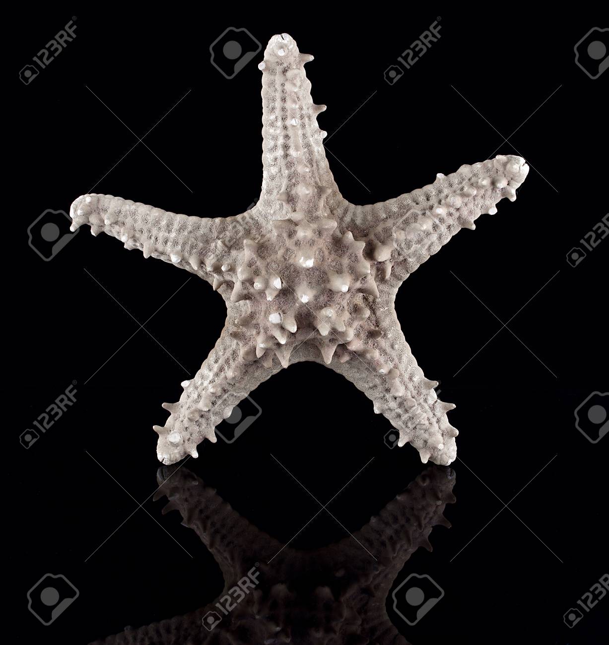 黒に分離された反射とヒトデ の写真素材 画像素材 Image