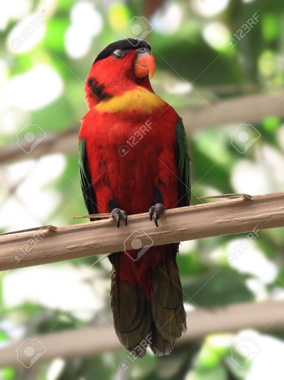 etiam-dictum-ipsum-a-felis