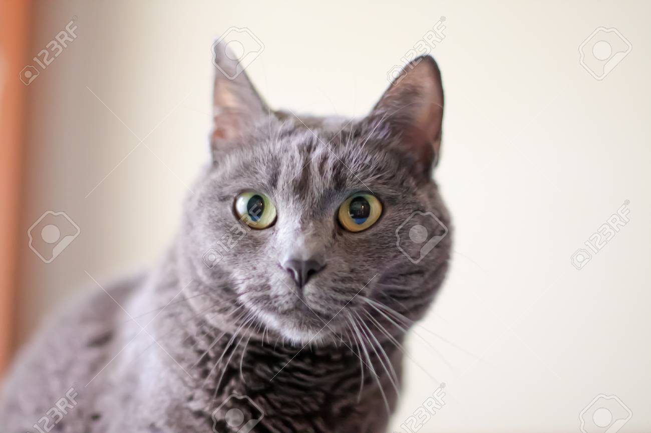 Portrait De Chat Gris à La Maison