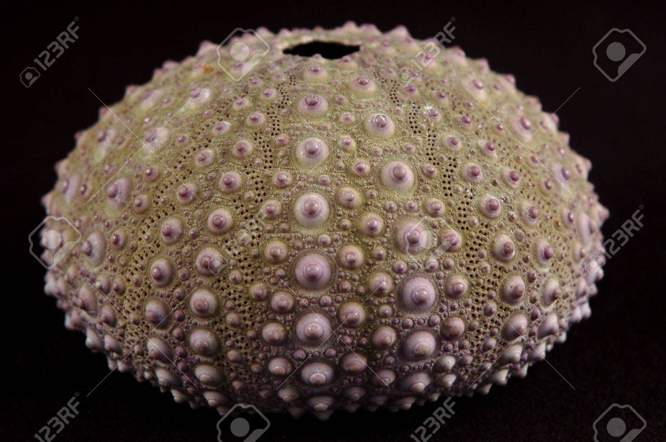Sea Urchin Shell Black Background Stock Photo Picture And