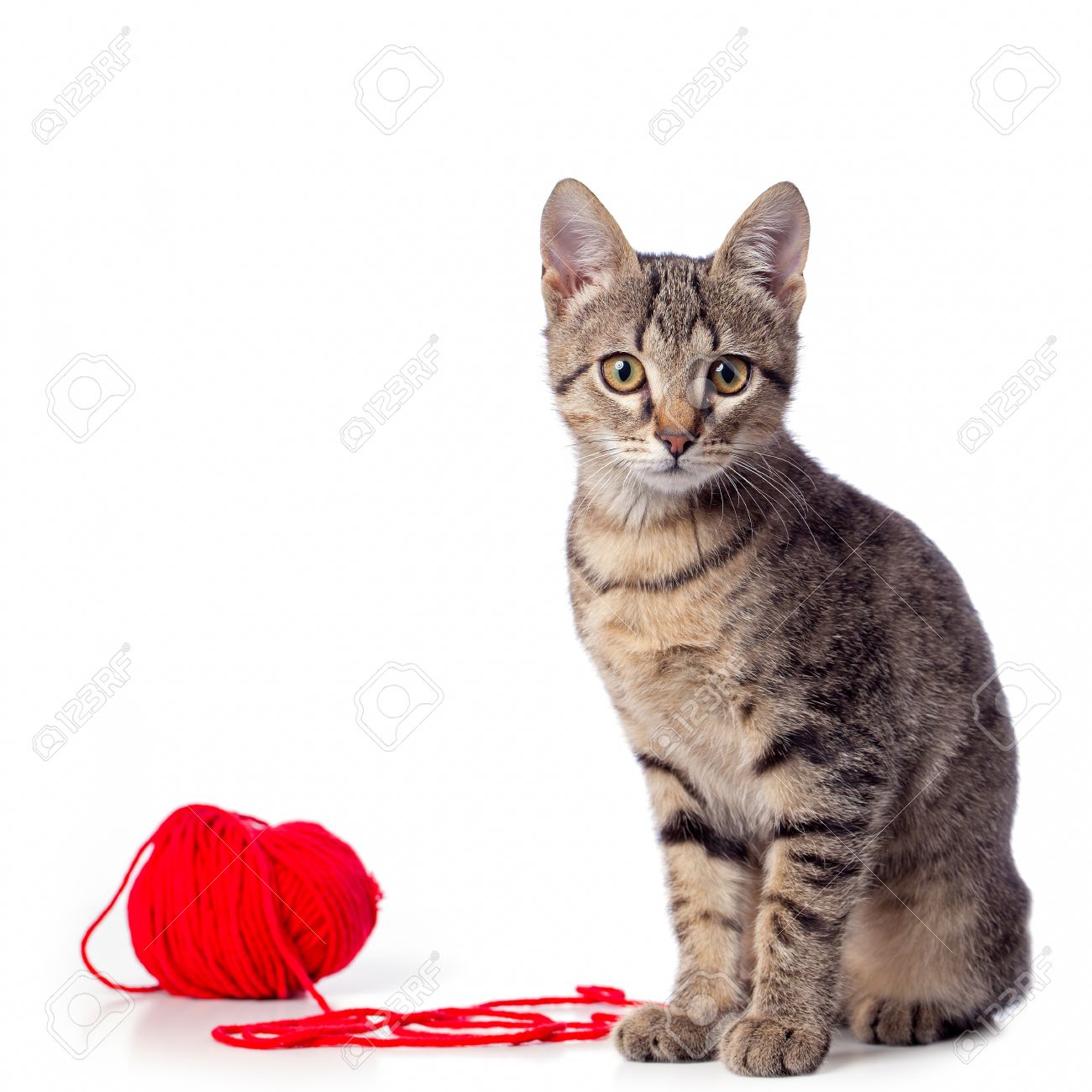 cat playing with yarn