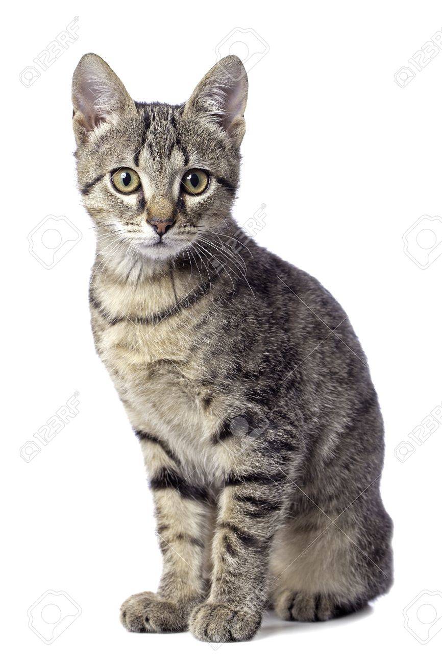 Mignon Bebe Chat Tigre Sur Fond Blanc Banque D Images Et Photos Libres De Droits Image