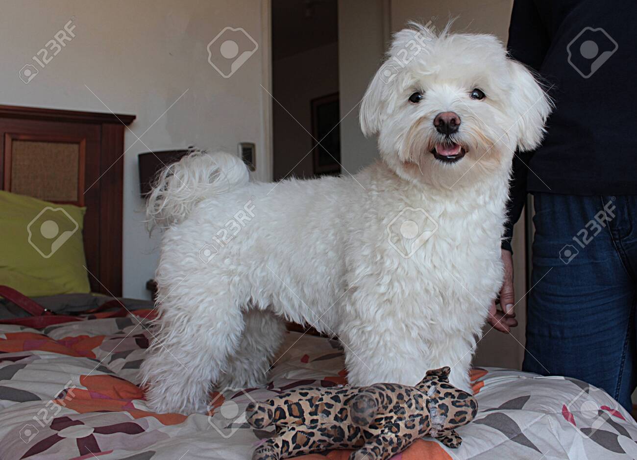 maltese doll