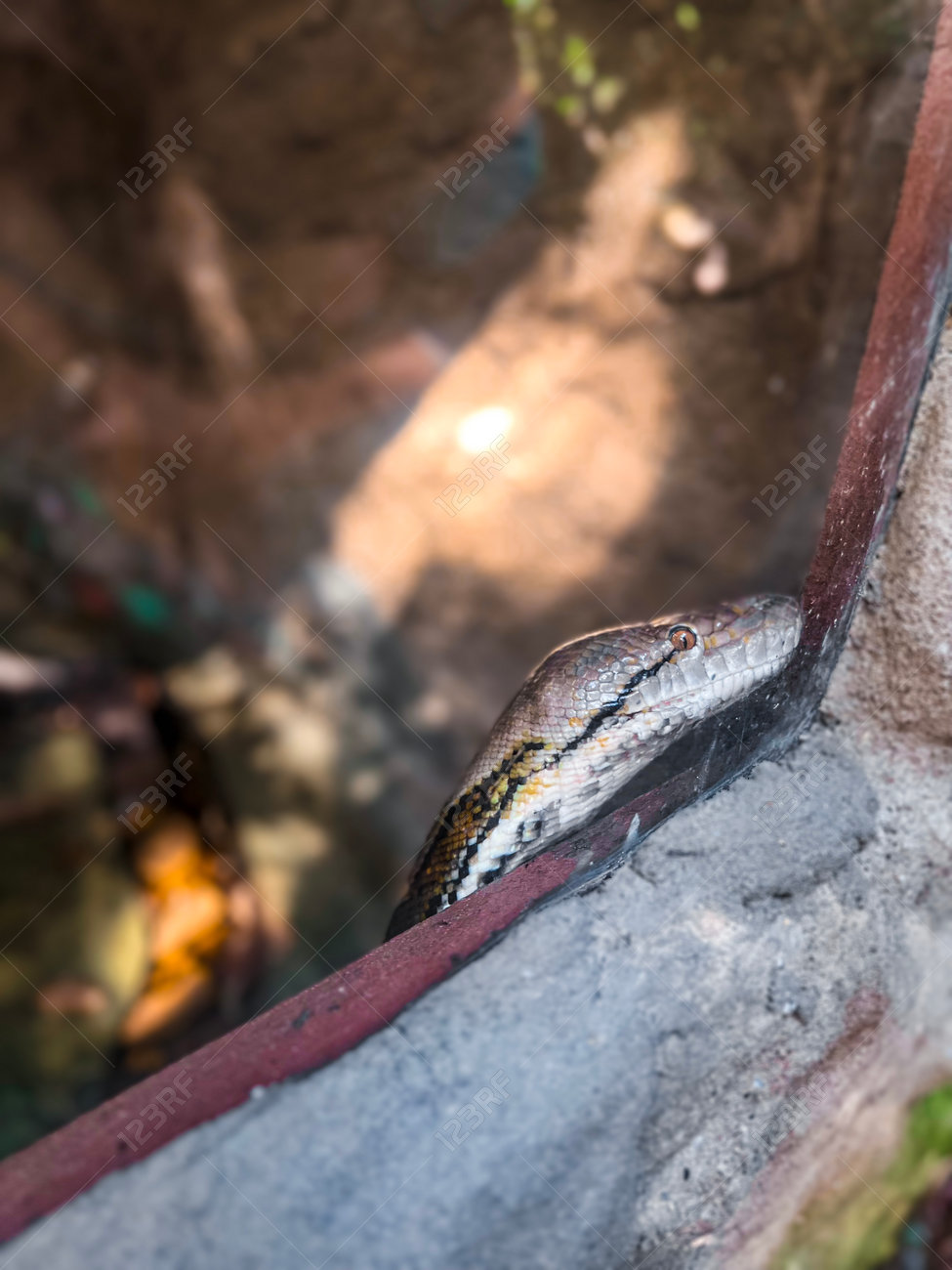 etiam-dictum-ipsum-a-felis