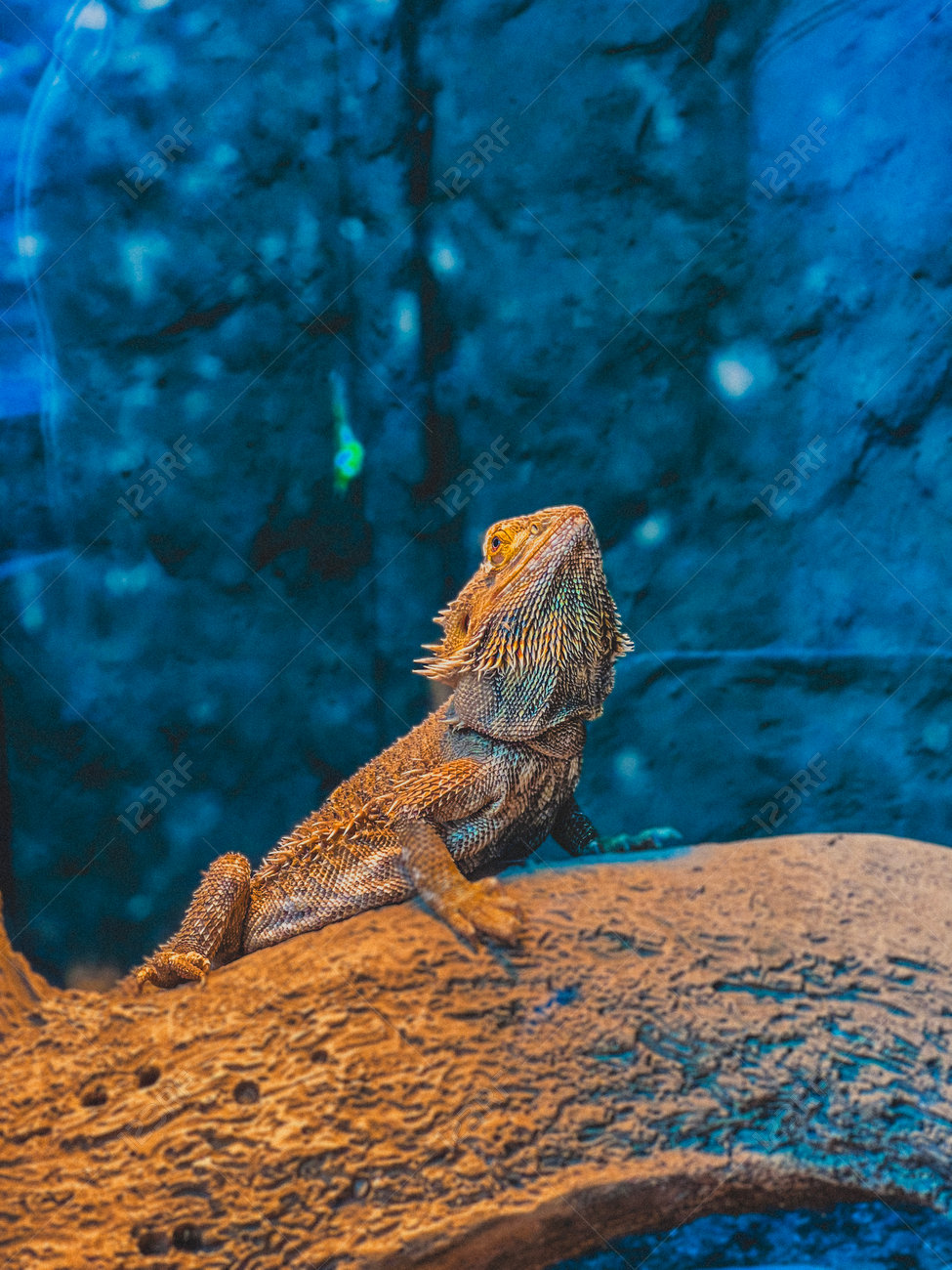 etiam-dictum-ipsum-a-felis