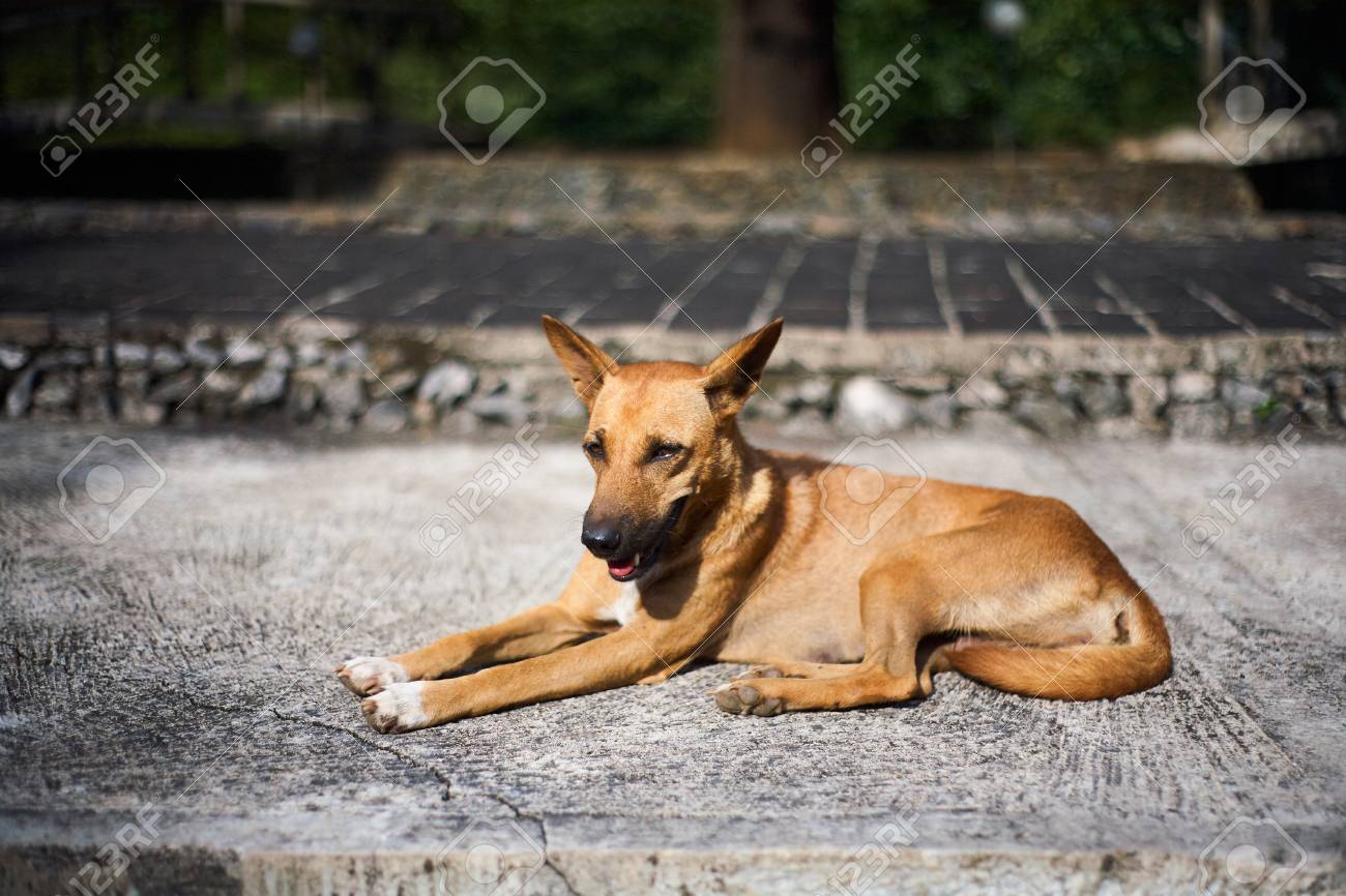 etiam-dictum-ipsum-a-felis