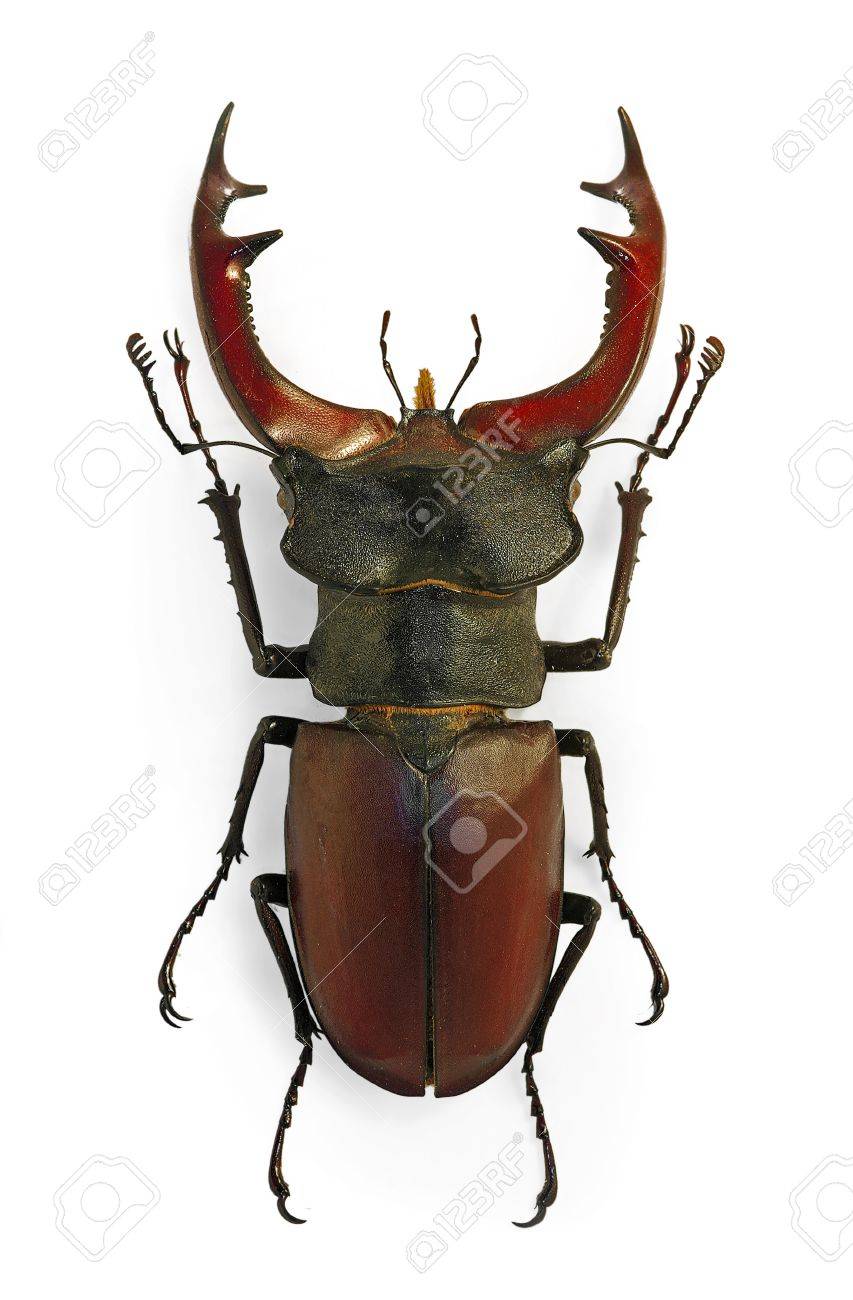 European stag beetle (Lucanus cervus), an endangered species - 12721951 European stag beetle (Lucanus cervus), an endangered species - 12721951
