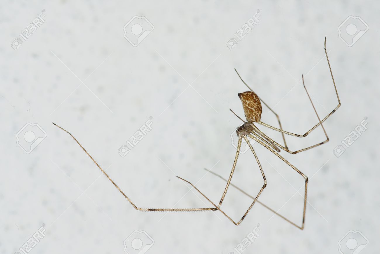 Common house spider images Common house spider images