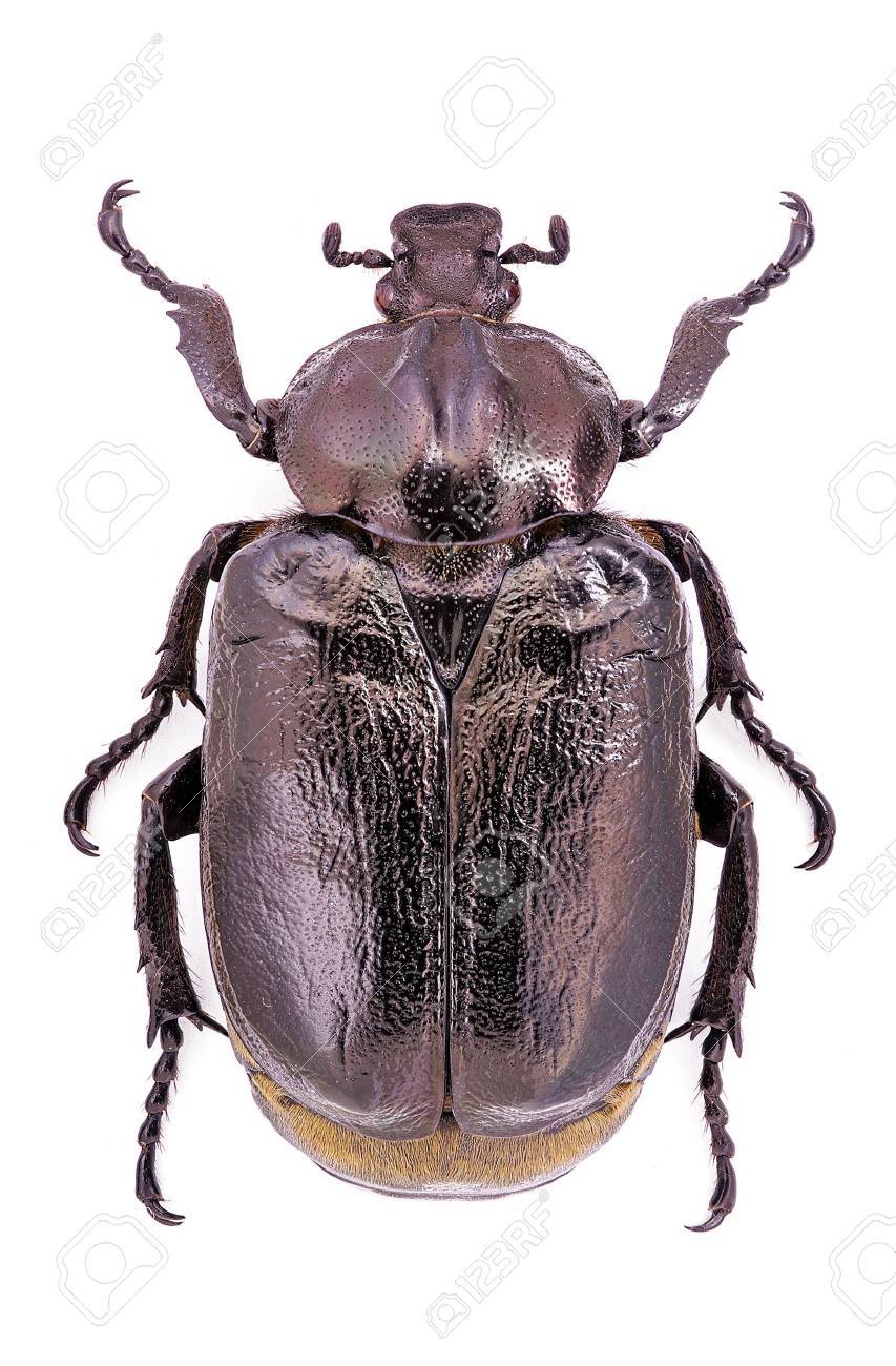 カブトムシ クワガタ ハナムグリ(神奈川県丹沢産 オオチャイロ