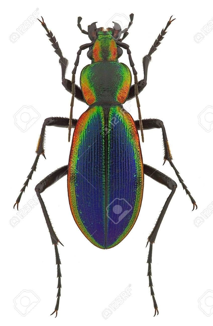 チリ産 美麗 チリオサムシ Ceroglossus ochsenii ペア Ceroglossus