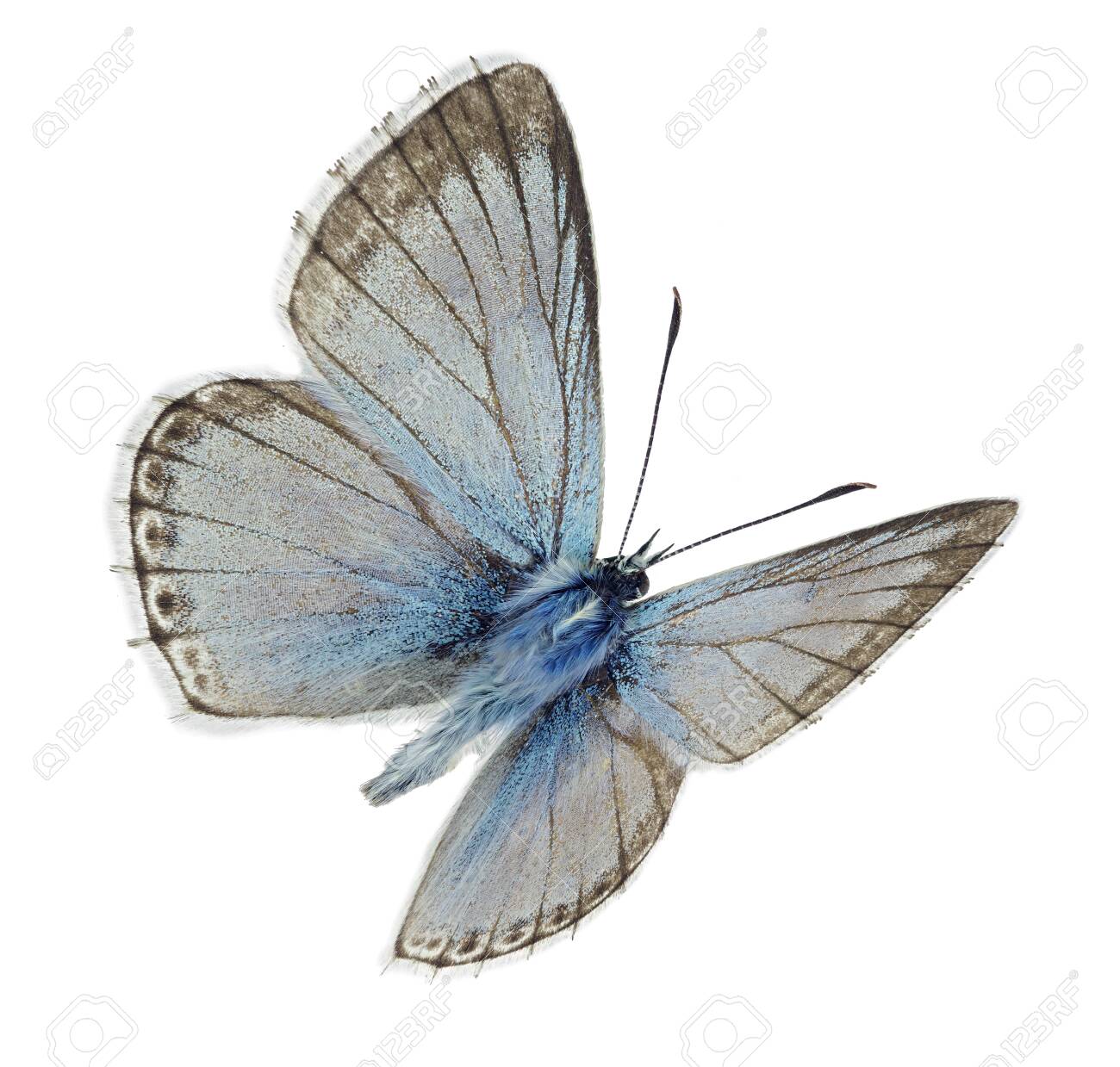 Male Chalkhill blue (Polyommatus coridon) in flight - 134375005 Male Chalkhill blue (Polyommatus coridon) in flight - 134375005
