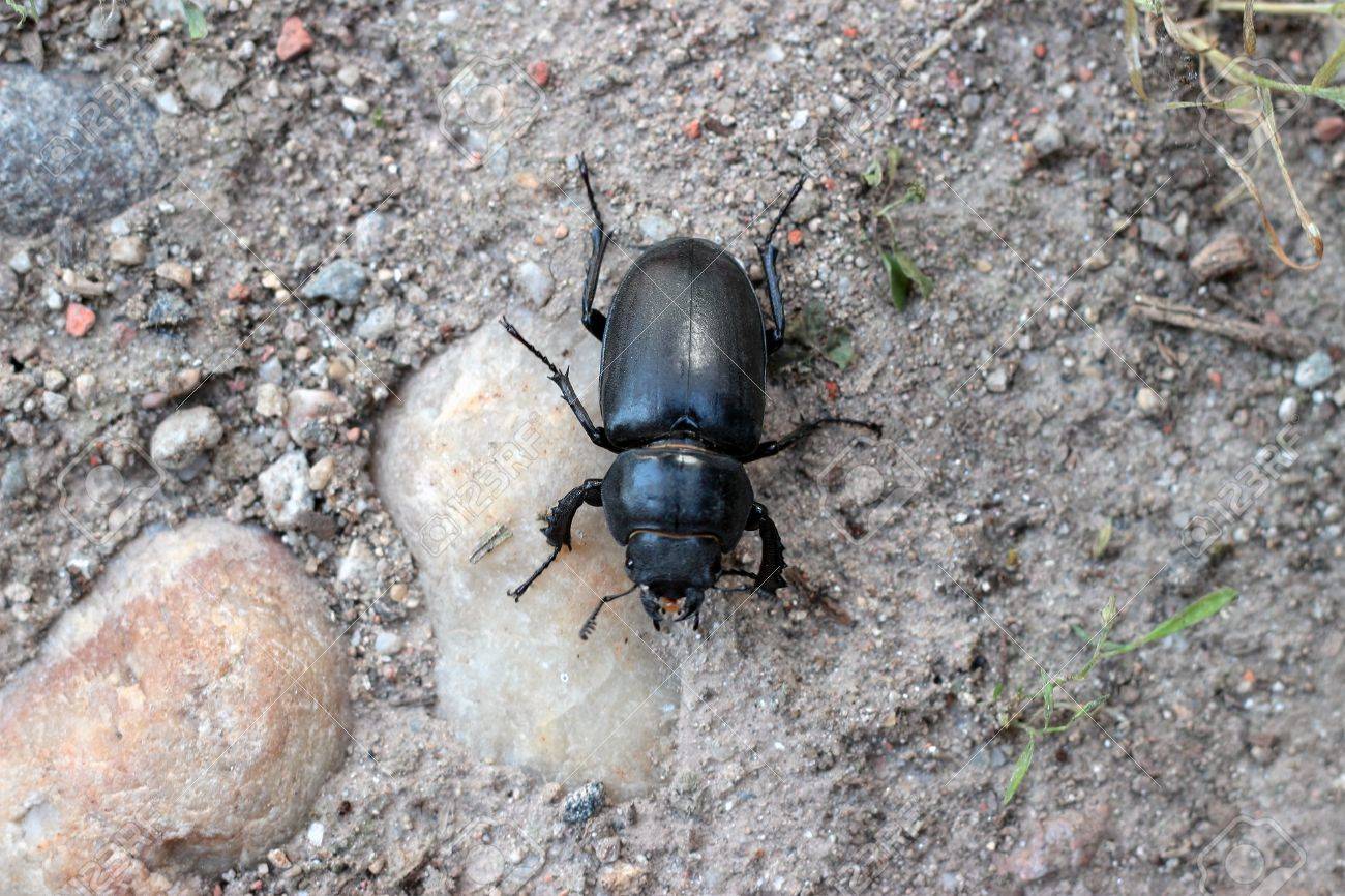 dung beetle scarabaeidae insect in a macro shot stock photo