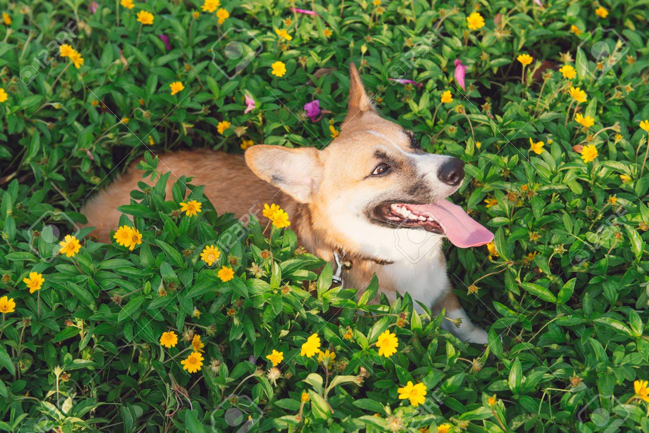 corgi flower