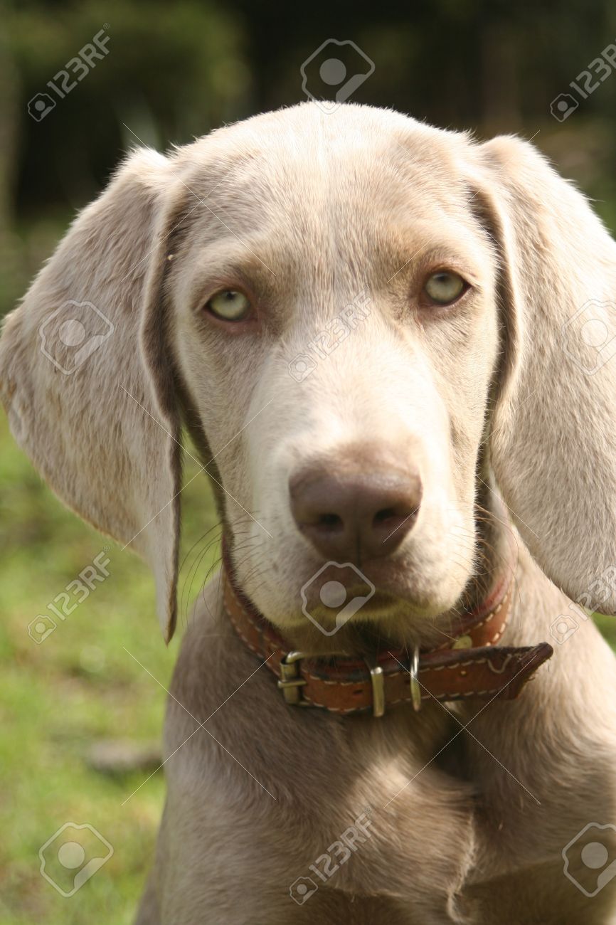 カメラを見ている青い目ワイマラナー子犬 の写真素材 画像素材 Image