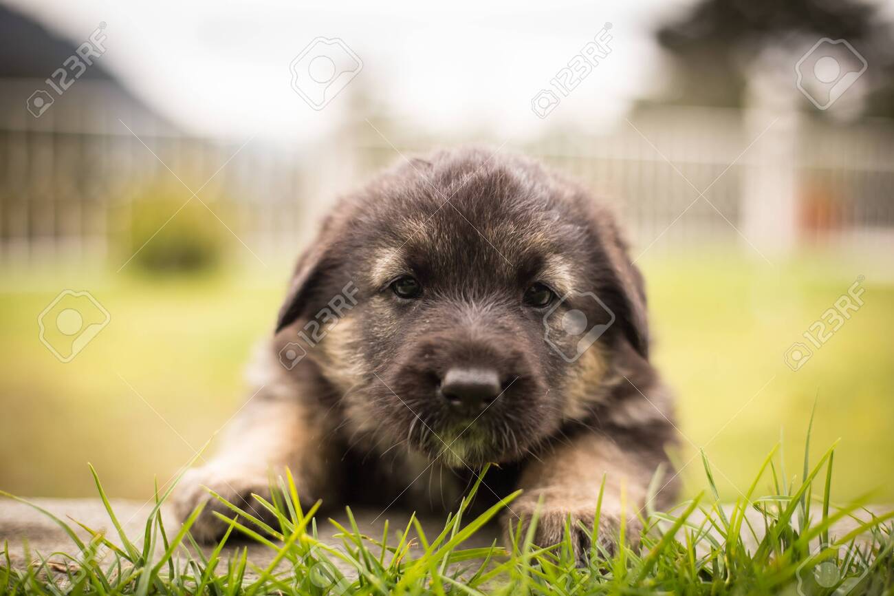 Teckels Of Lizards Castle Over uw pup - TECKELKENNEL OF LIZARDS' CASTLE, image size:1300x866