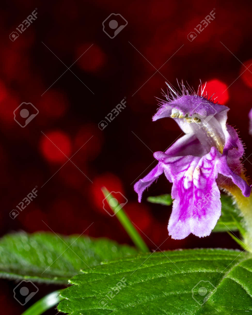 etiam-dictum-ipsum-a-felis