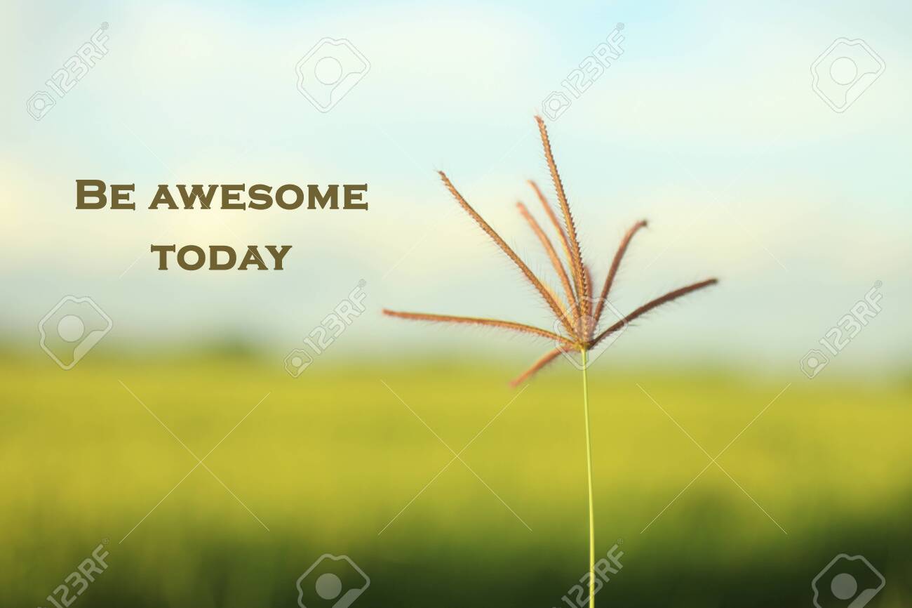 Inspiration Word For Today Inspirational Motivational Quote-Be Awesome Today. With Morning Light Touch  The Single Grass Flower. Blurry Soft Dreamy Paddy Field And Bright Blue Sky  Background. Stock Photo, Picture And Royalty Free Image. Image 130458672.