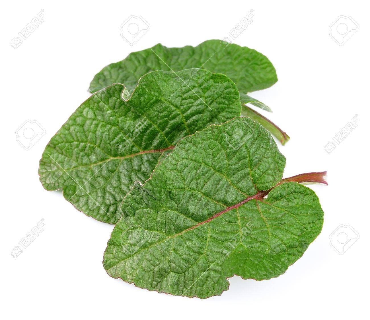 ごぼう葉白のクローズ アップ の写真素材 画像素材 Image