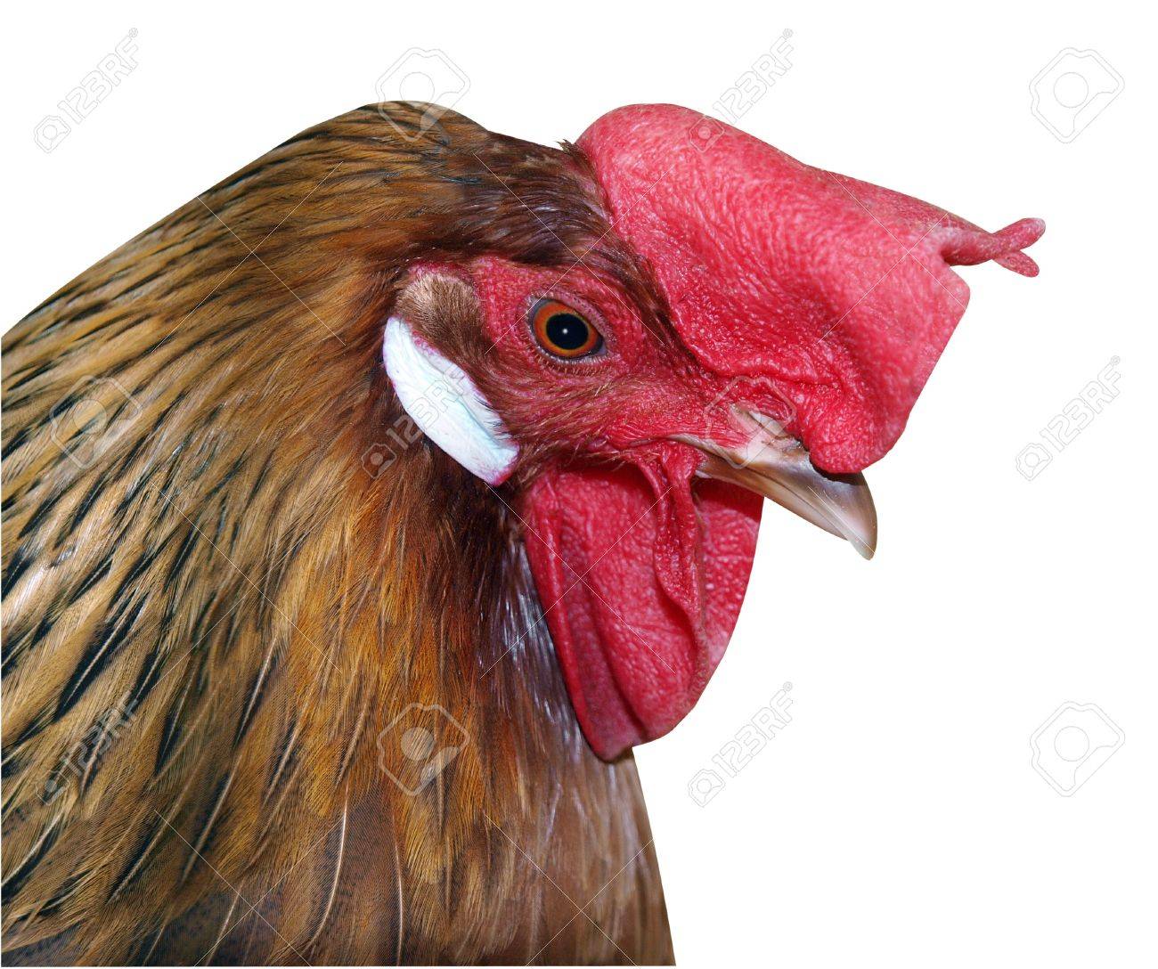 Rooster with floppy comb isolated - 8559163.