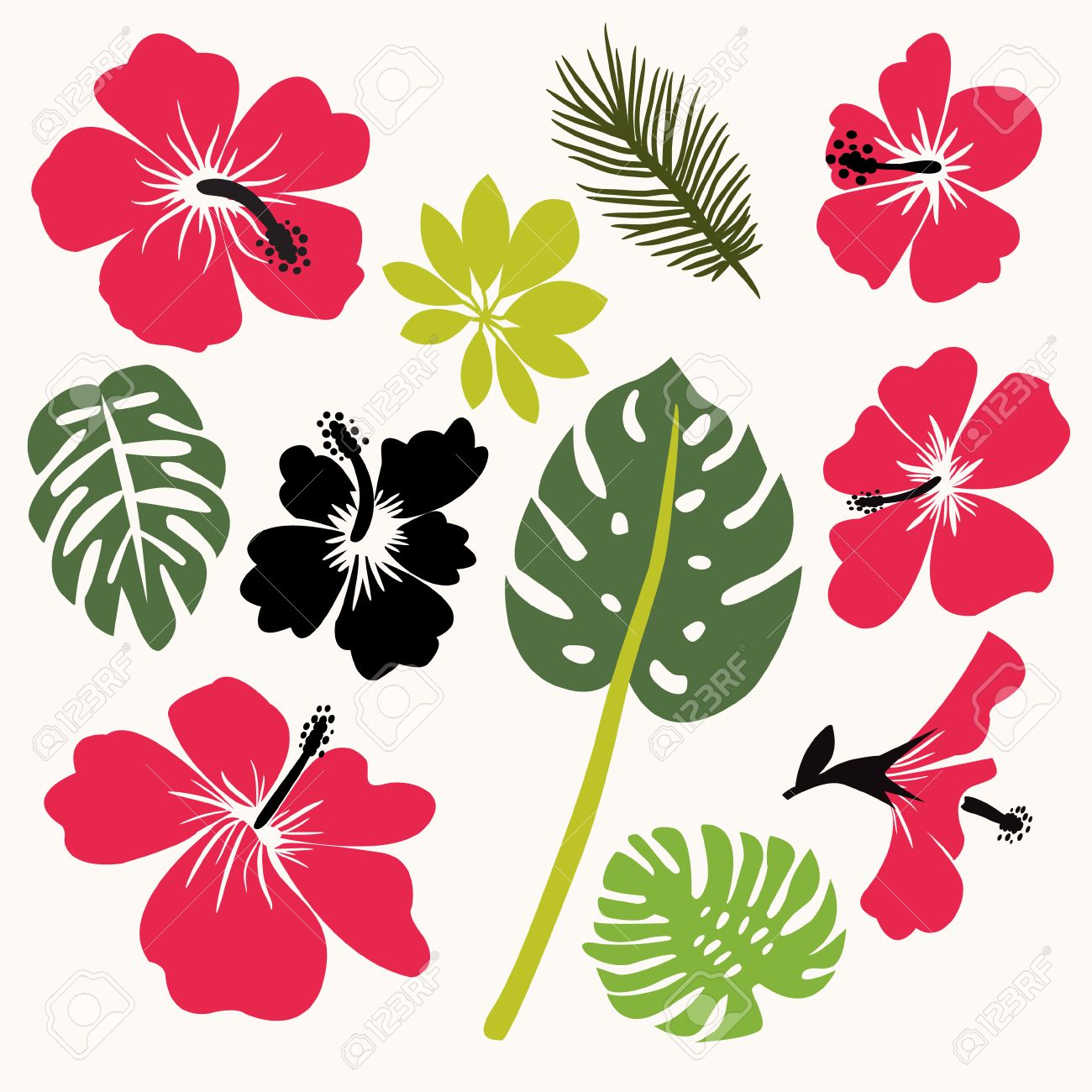 hibiscus flowers stock photos royalty free hibiscus flowers images hibiscus flowers