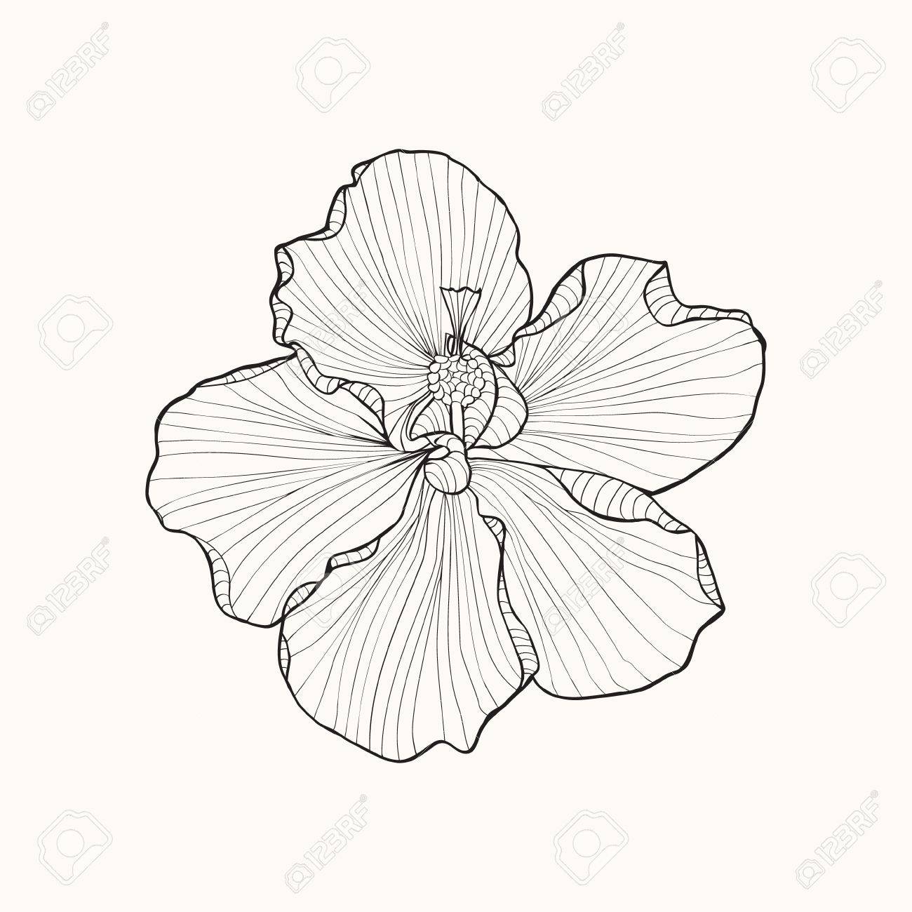 Fiore di ibisco modello top view linea Colorare pagina del libro per adulti Pu²
