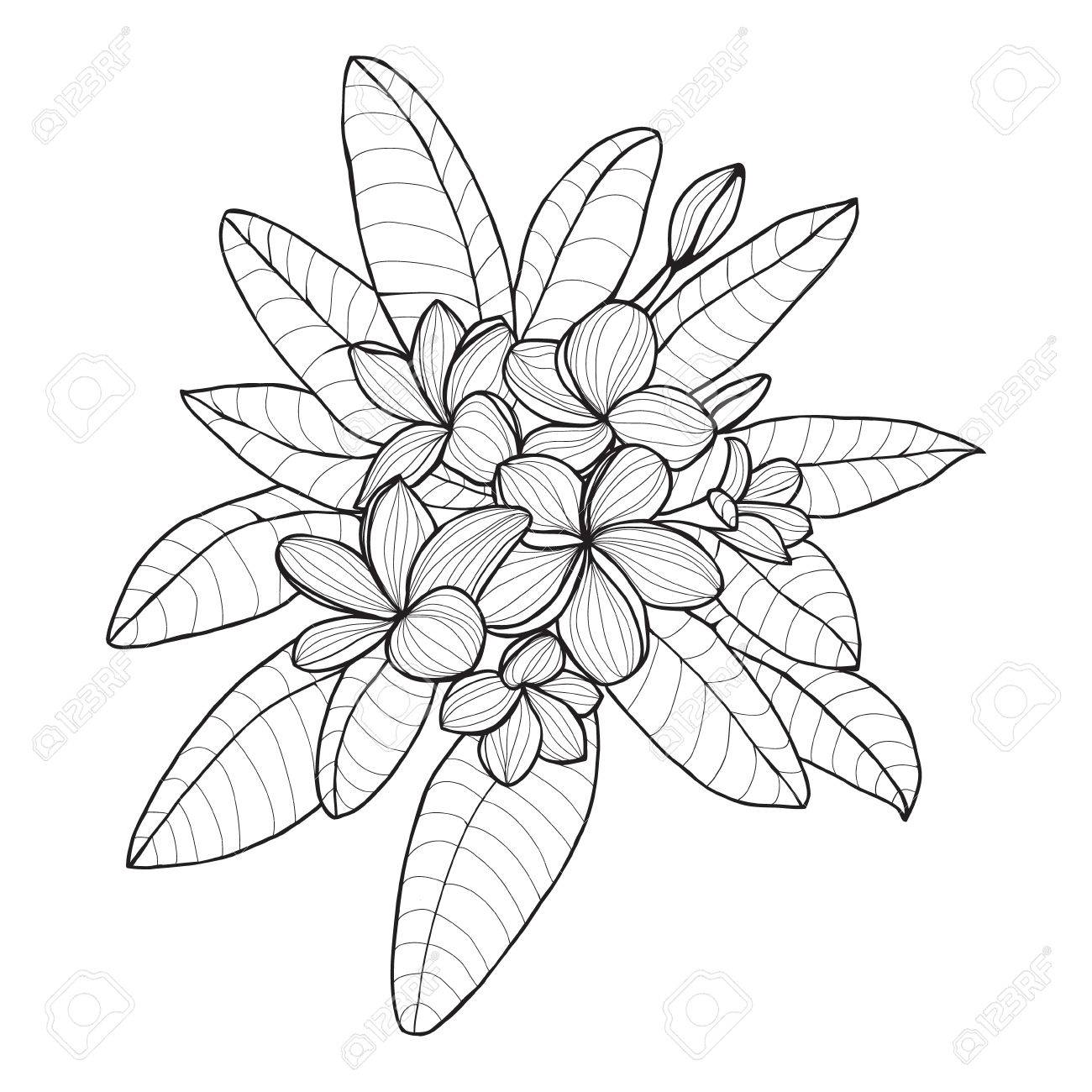 Bouquet Avec Plumeria Ou Dune Fleur De Frangipanier Sur Fond Blanc Vector Les éléments Floraux Dans Le Style De Contour Pour Livre De Coloriage Ou