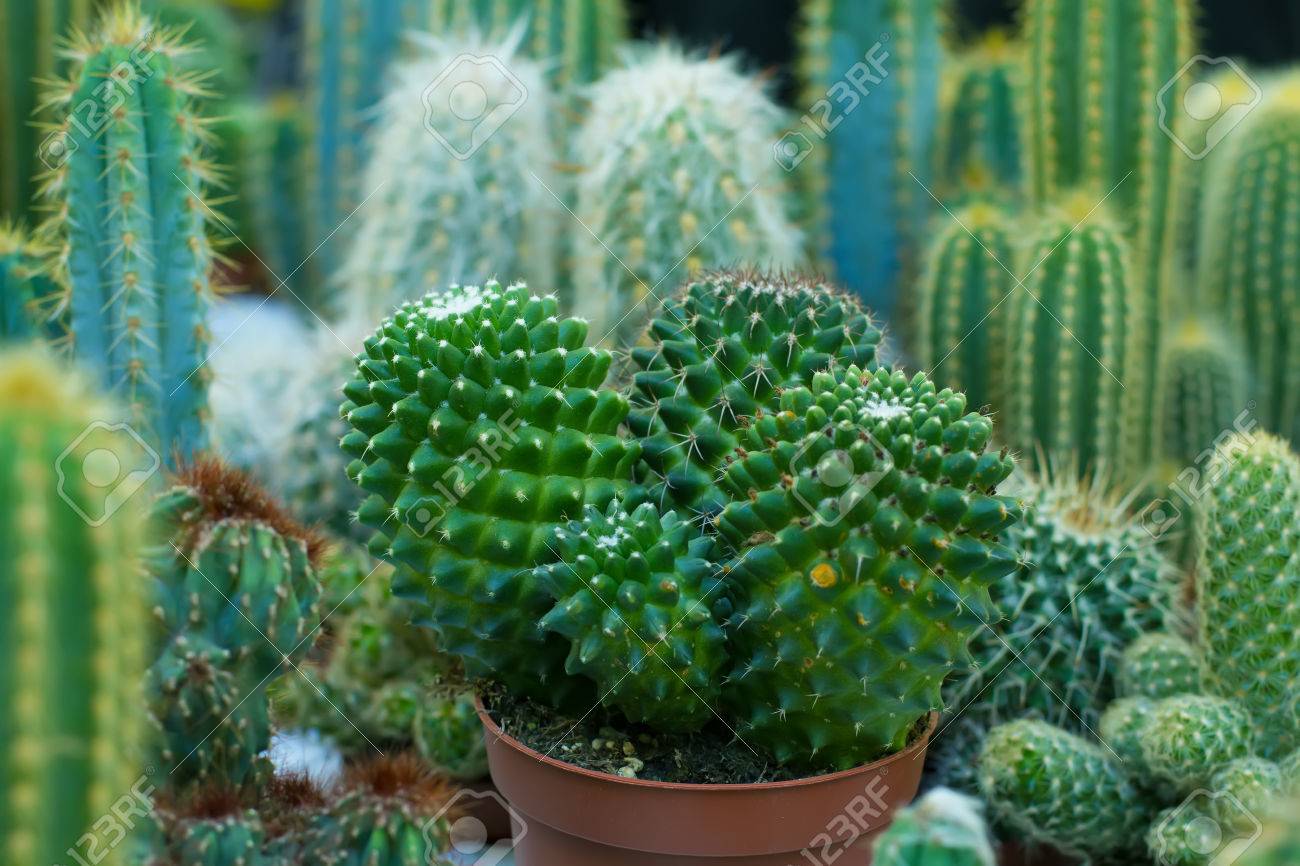 サボテンの種類と形態 の写真素材 画像素材 Image