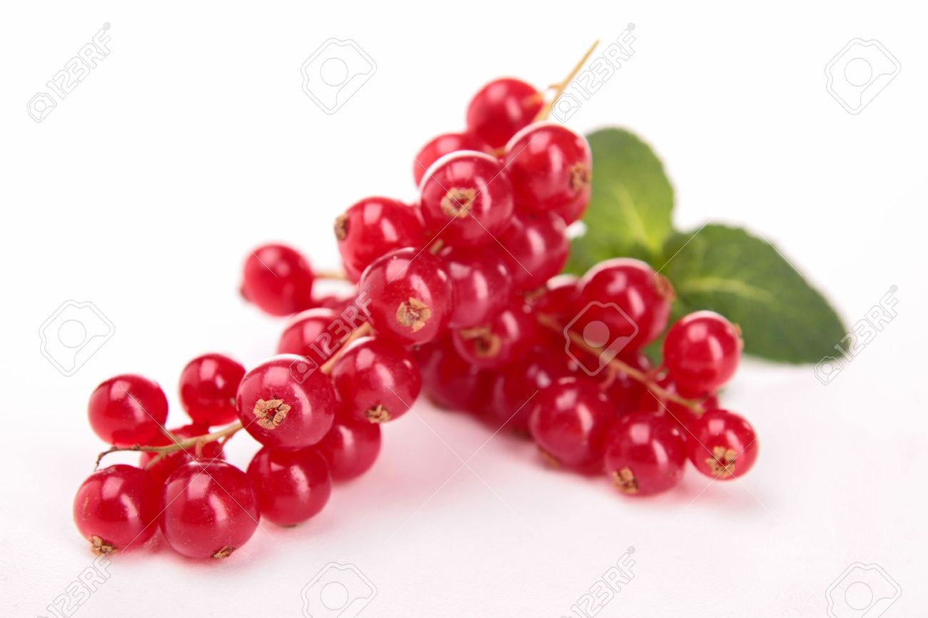 分離の赤スグリ の写真素材 画像素材 Image