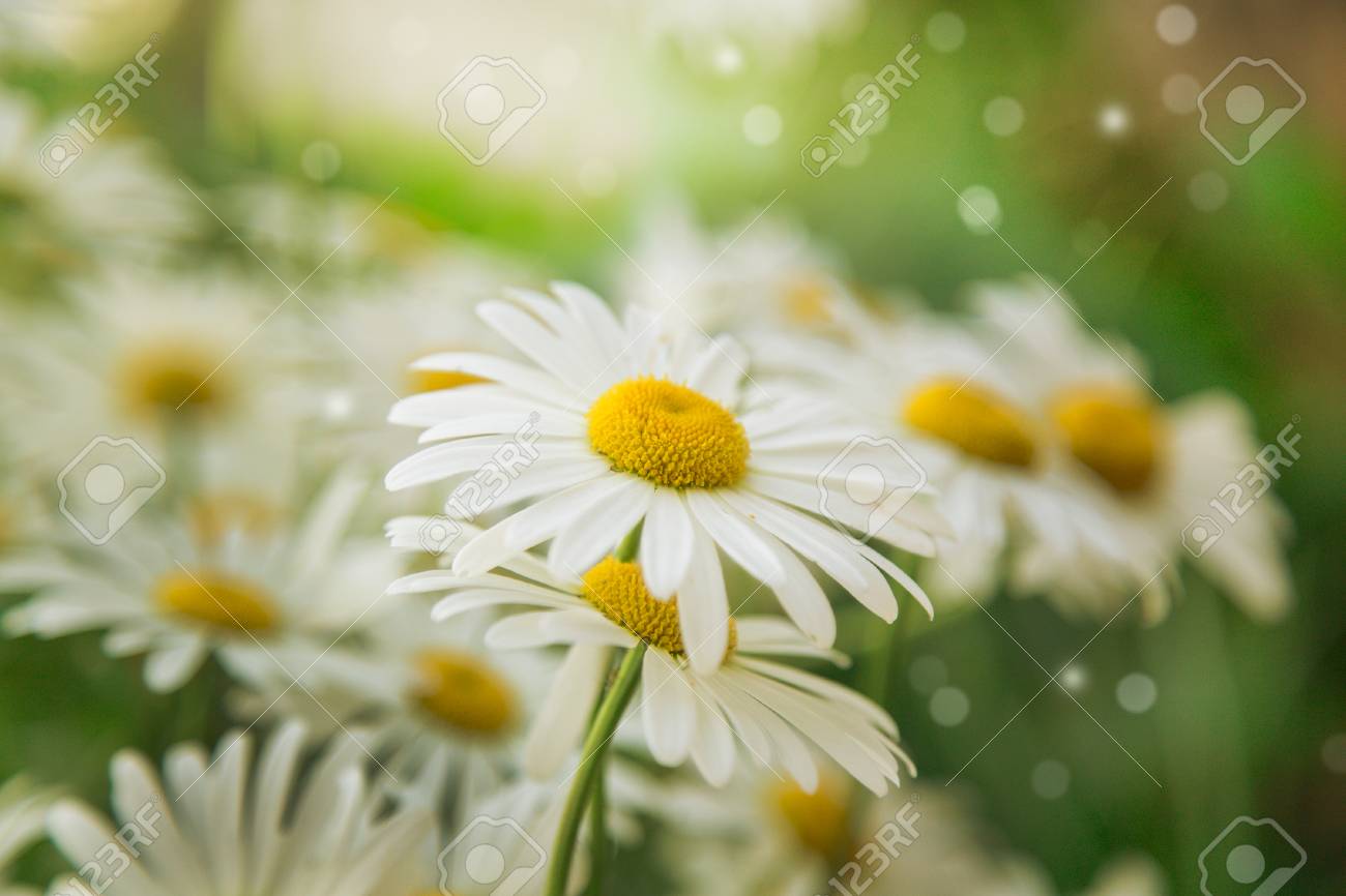 美しい夏の自然の背景 カモミールの花 の写真素材 画像素材 Image