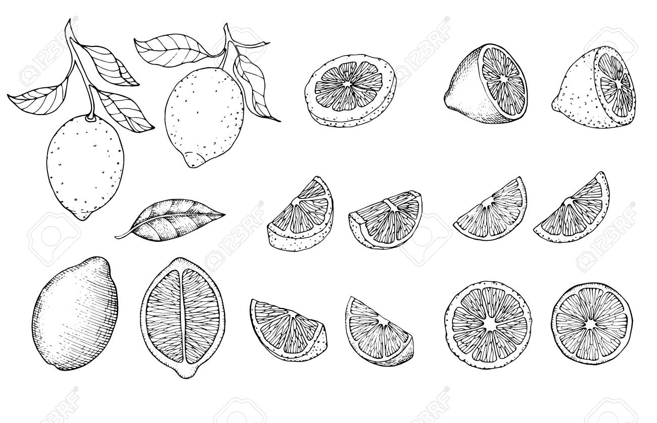 手描きスケッチスタイル柑橘系フルーツセット レモンハーフ ライム みかん マンダリン部分 オレンジ ベルガモットは白い背景に隔離されています ベクターオーガニック食品イラスト のイラスト素材 ベクタ Image