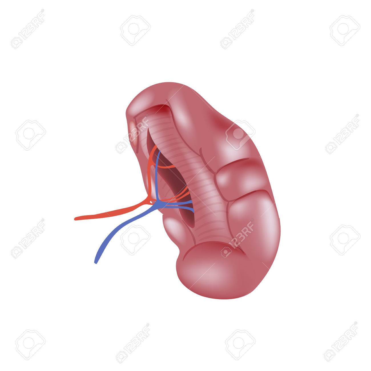 現実的なヒトの脾臓は 白い背景で隔離 のイラスト素材 ベクタ Image 5965