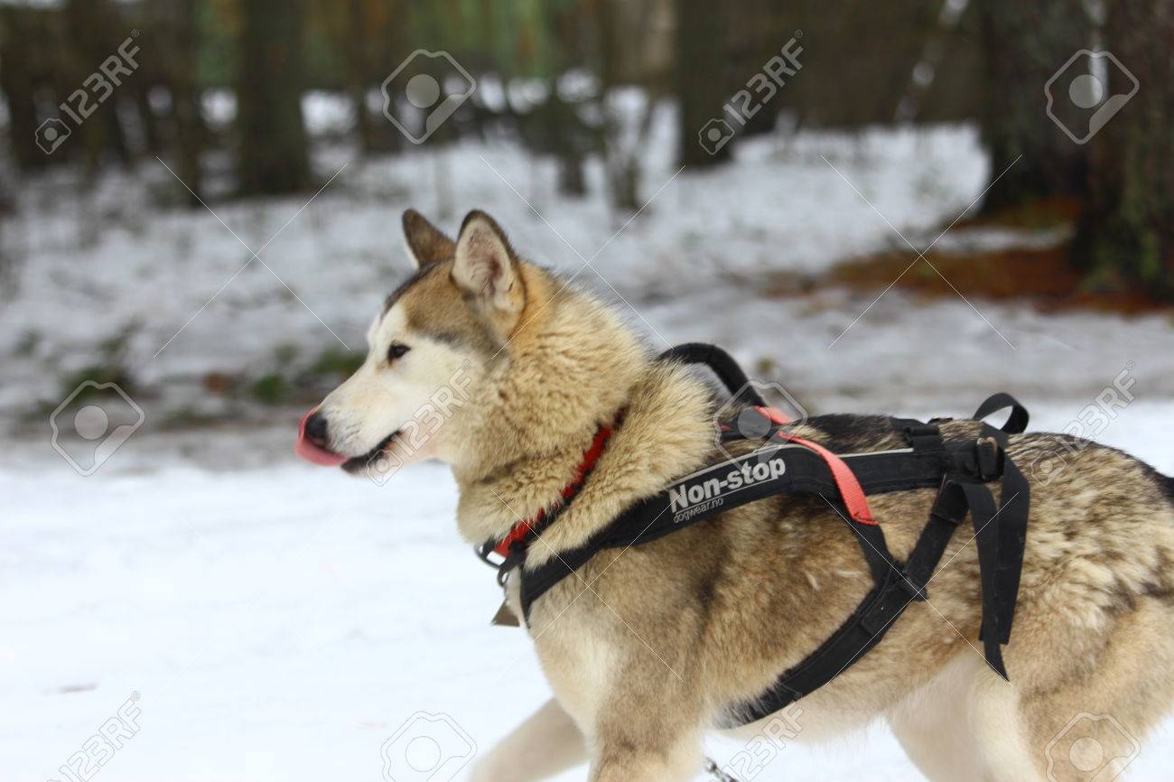 husky harness