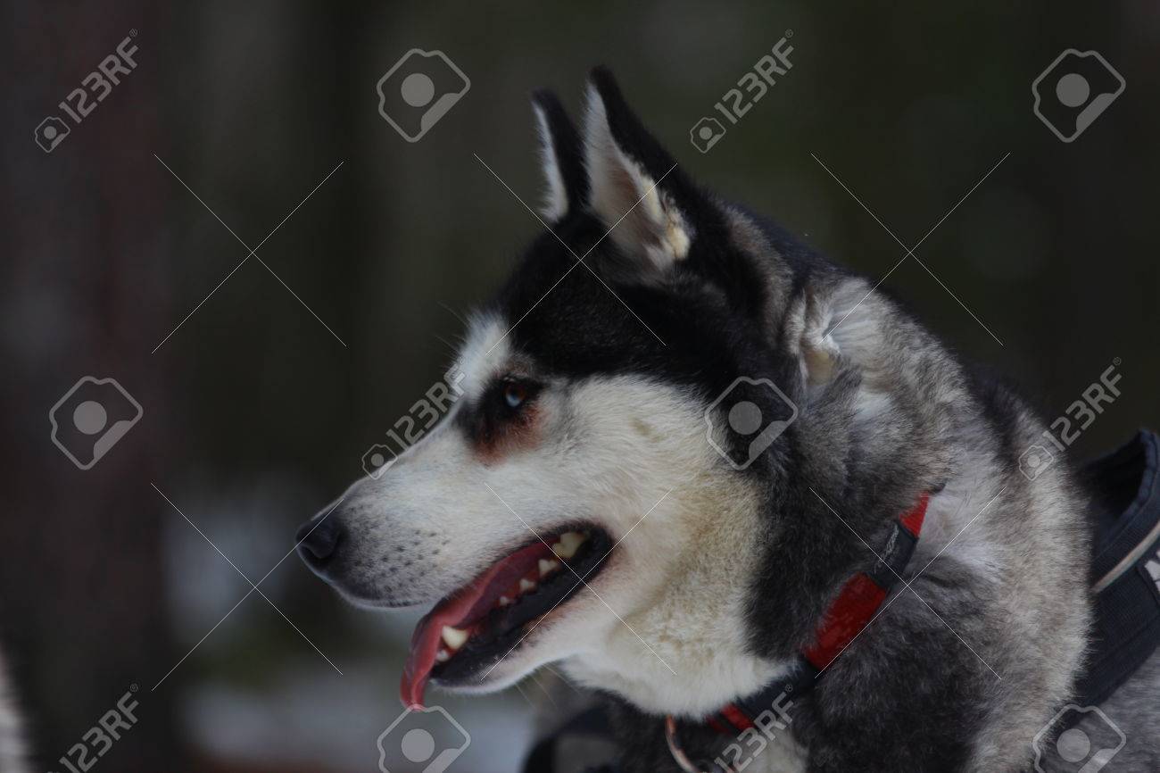 malamute harness