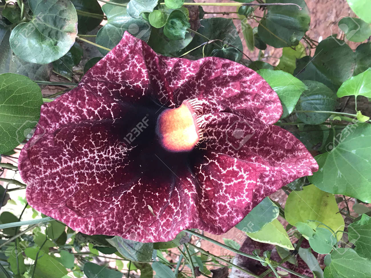 etiam-dictum-ipsum-a-felis