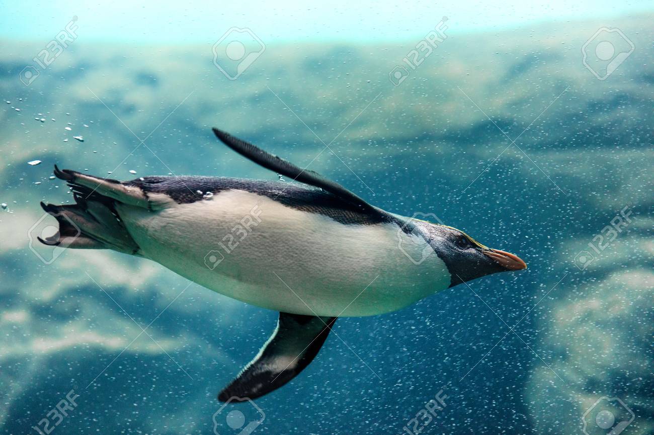 Fiordland Penguin Swimming Underwater At Zoo Stock Photo, Picture and  Royalty Free Image. Image 98009025., image size:1300x866