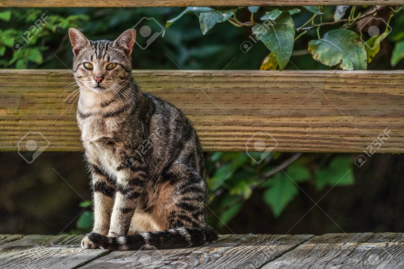 Cat outside - house cat or street cat, feral cats outdoors. - 110812431 Cat outside - house cat or street cat, feral cats outdoors. - 110812431