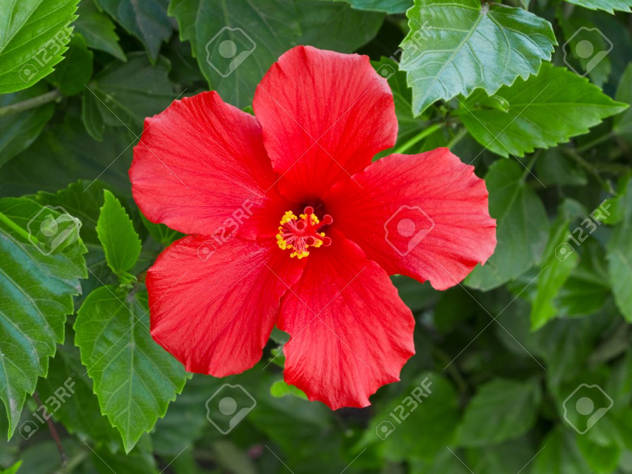 How to use hibiscus leaves flowers for hair growth – hair loss control with Hibiscus images How to use hibiscus leaves flowers for hair growth – hair loss control with Hibiscus foto