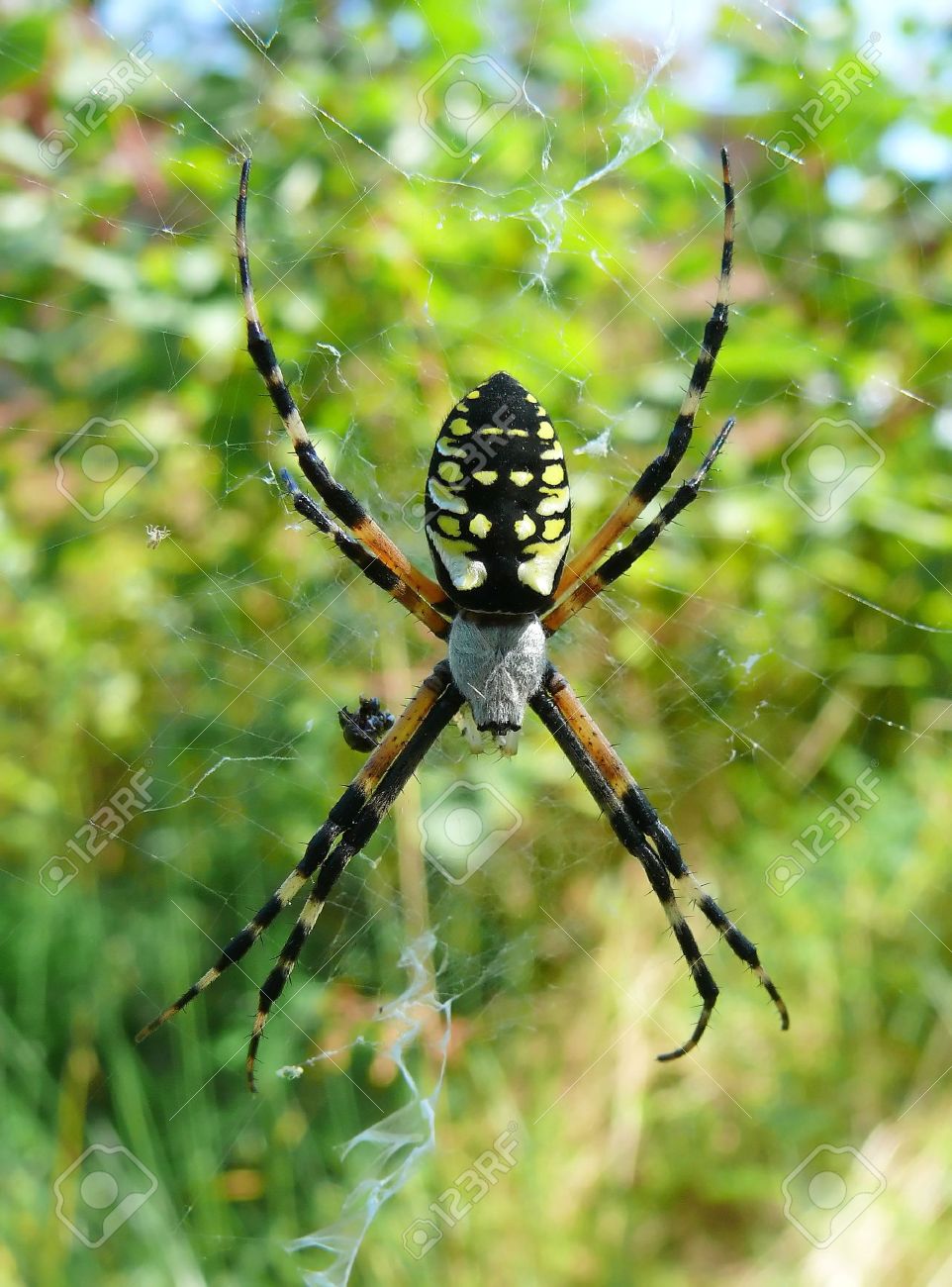writing spiders stock photos writing
