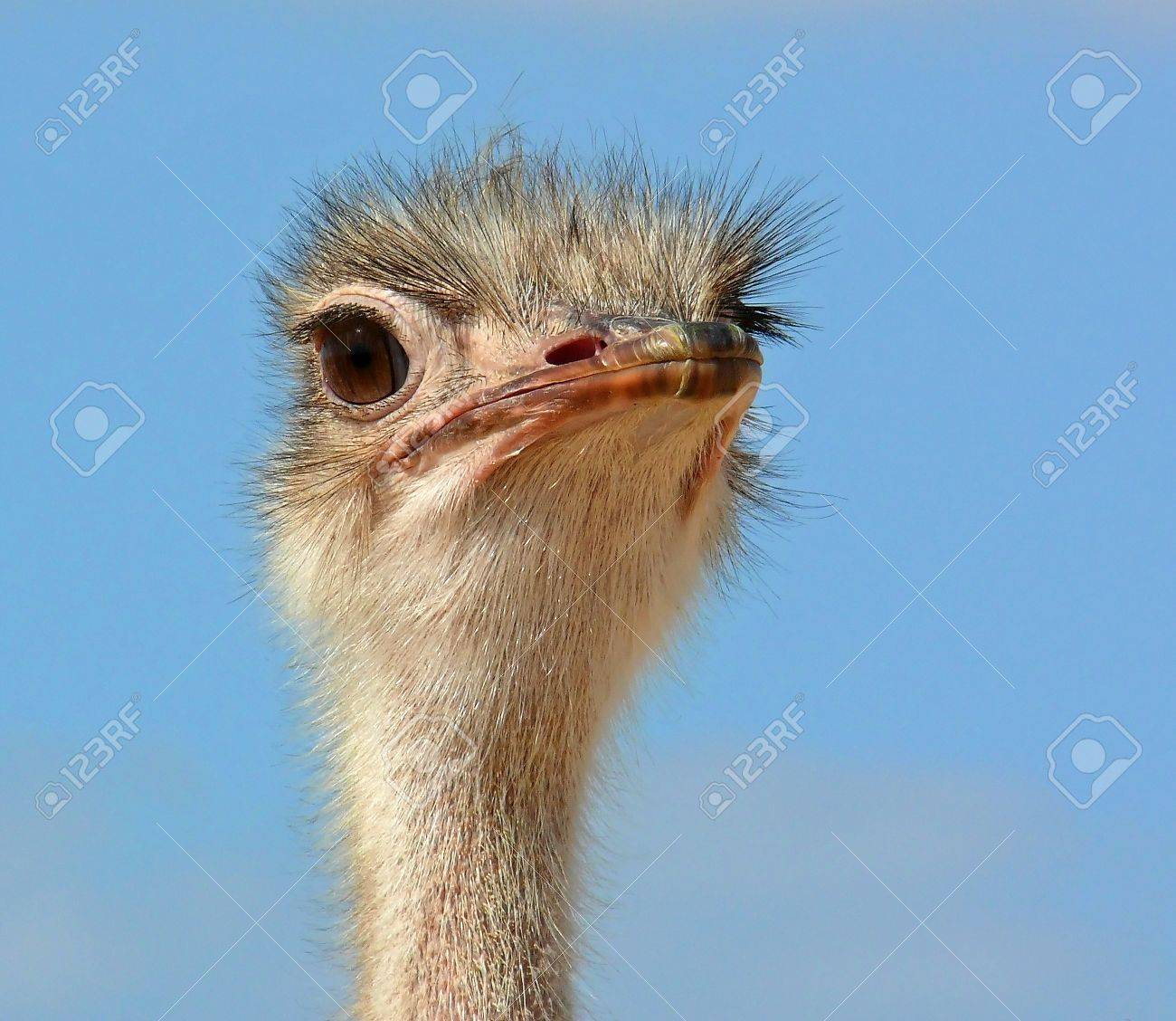 砂漠の中の女性のダチョウの顔 の写真素材 画像素材 Image