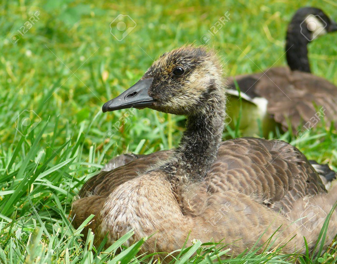 canada goose pour ado canada goose pour ado