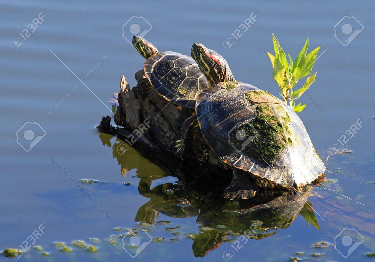 夏の間にメリーランドで太陽を浴びて 2 ミシシッピアカミミガメ池カメ の写真素材 画像素材 Image