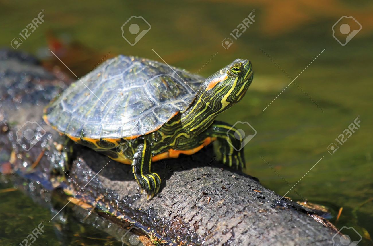 夏の間にメリーランドで太陽を浴びてアダルト ミシシッピアカミミガメ池カメ の写真素材 画像素材 Image